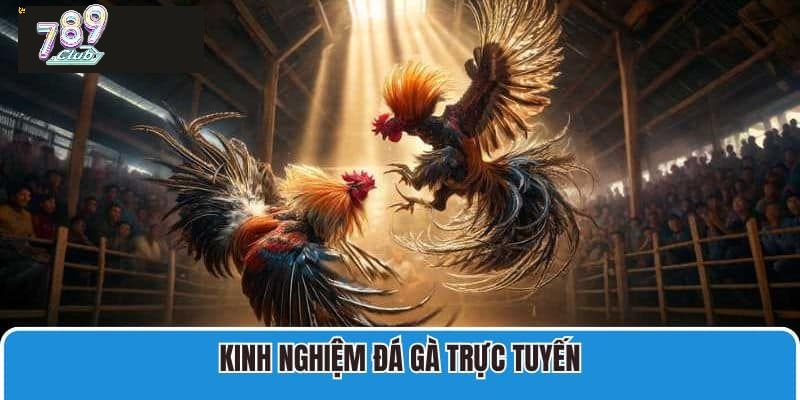 Bật mí kinh nghiệm chơi đá gà ISC 789club