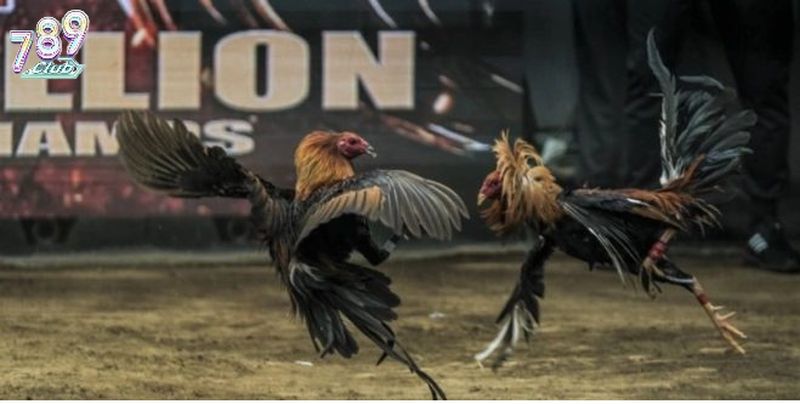 Cổng game đá gà với nhiều sự lựa chọn về cửa cược