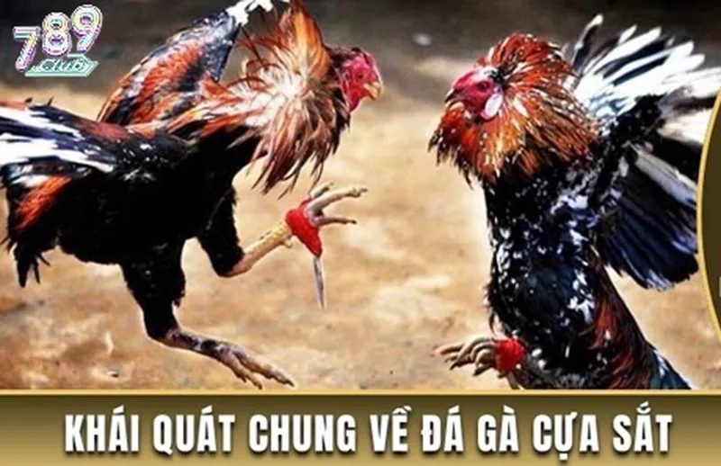 Tổng quan game đá gà cựa sắt 789club